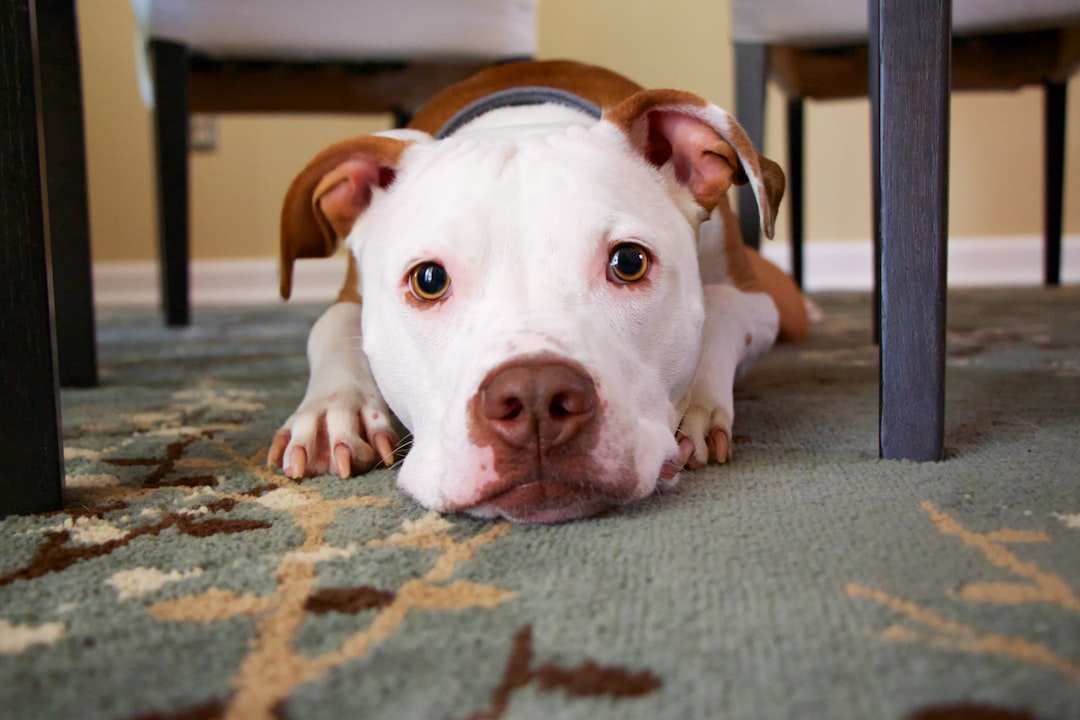 Photo Female dog, diaper