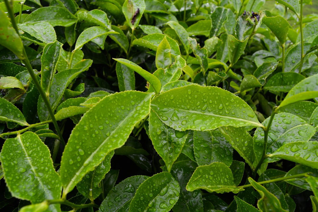Photo Tea leaves